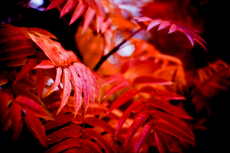 autumn-red