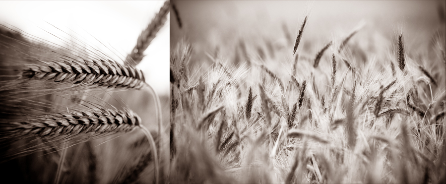 fields-of-barley