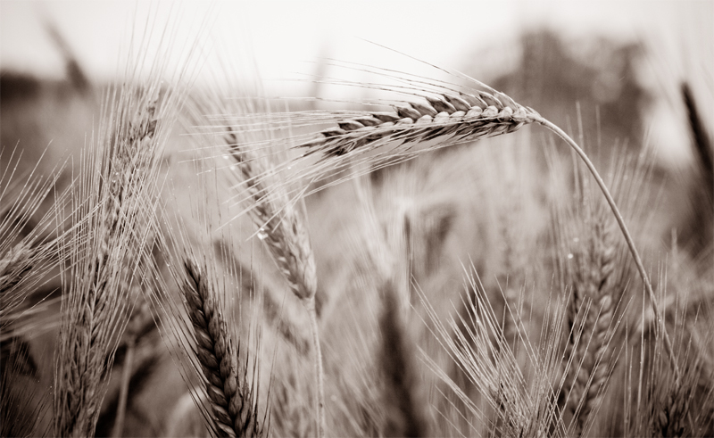 fields-of-barley2